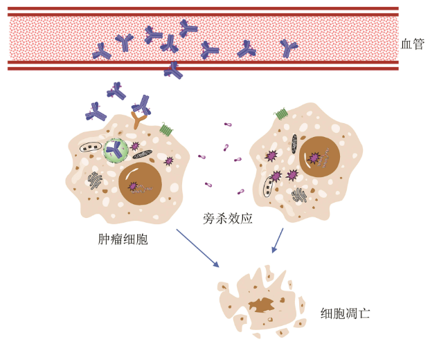 抗體偶聯藥物的技術及影響其藥物效果的關鍵因素