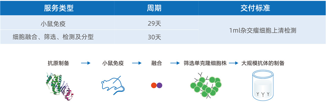 雜(zá)交瘤細胞開(kāi)發-鼠單克隆抗體僅需59天