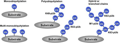 個性化修飾性抗體技術解讀之泛素化抗體