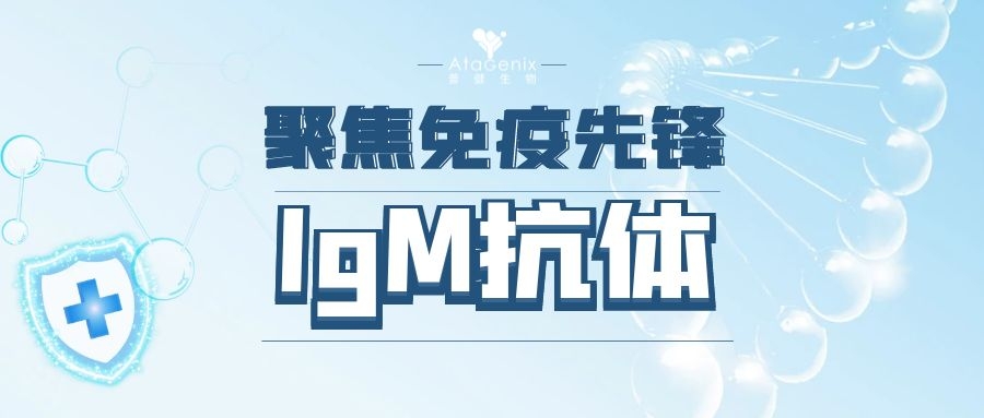 聚焦免疫先鋒|一文(wén)帶你(nǐ)了(le)解免疫球蛋白(bái)lgM的前生今世