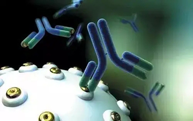 盤點抗體(antibody)具備的那些(xiē)生物學的功能(néng)