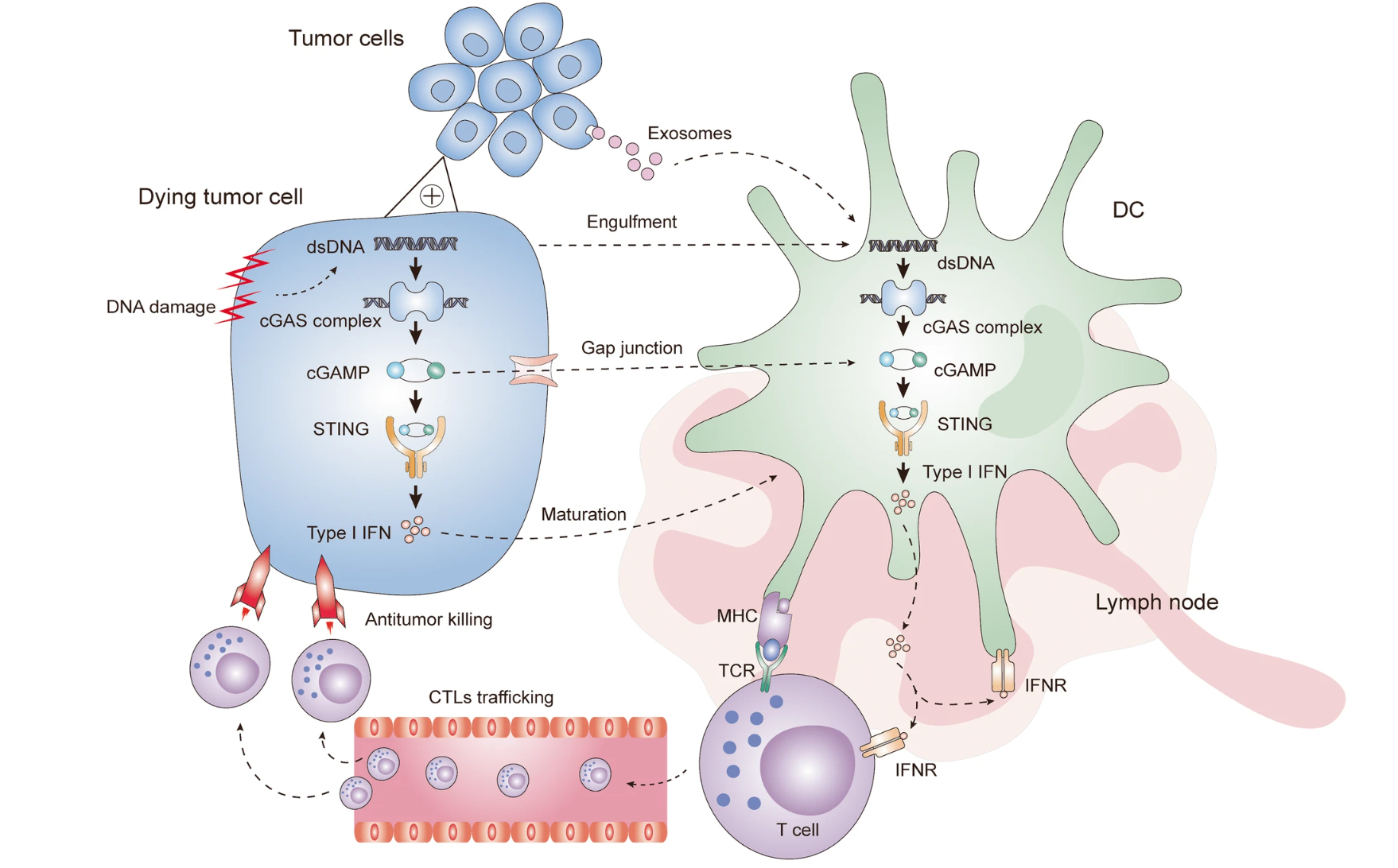 解密cGAS-STING通路：腫瘤免疫微環境中，細胞間如何進行信号傳遞！