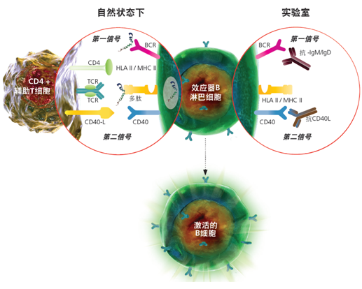 SHP2分子鑒定、重組表達及免疫學研究