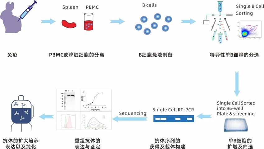 Xten™ Mab Single B