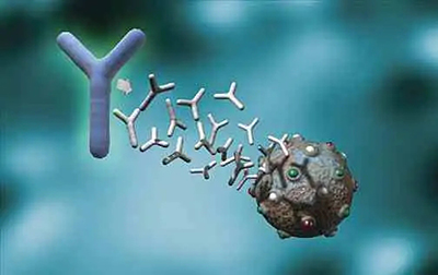 什(shén)麽是中和(hé)抗體?它有哪些(xiē)作(zuò)用(yòng)?