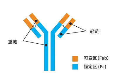 抗體人源化之嵌合抗體的制備原理(lǐ)