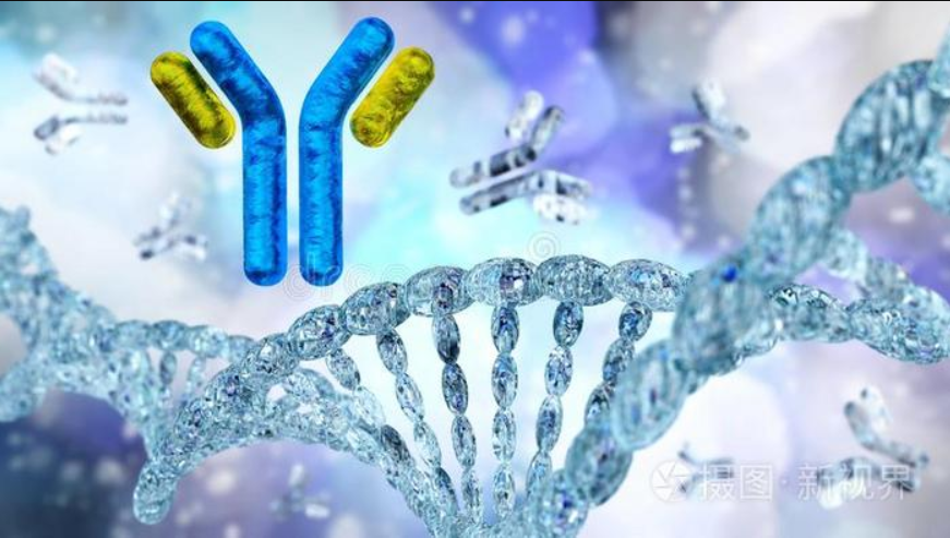 重組抗體表達及抗體多樣性形成機制