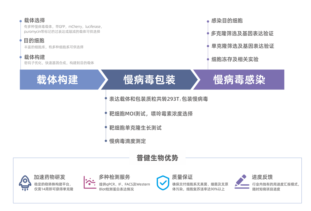 穩定細胞株構建