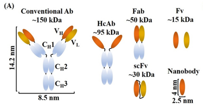 應用(yòng)于腫瘤領域的納米抗體（Nbs）的結構與特性