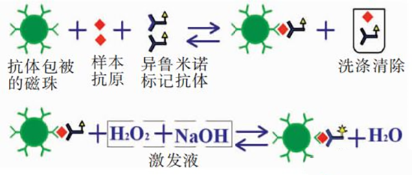 化學發光抗體開(kāi)發