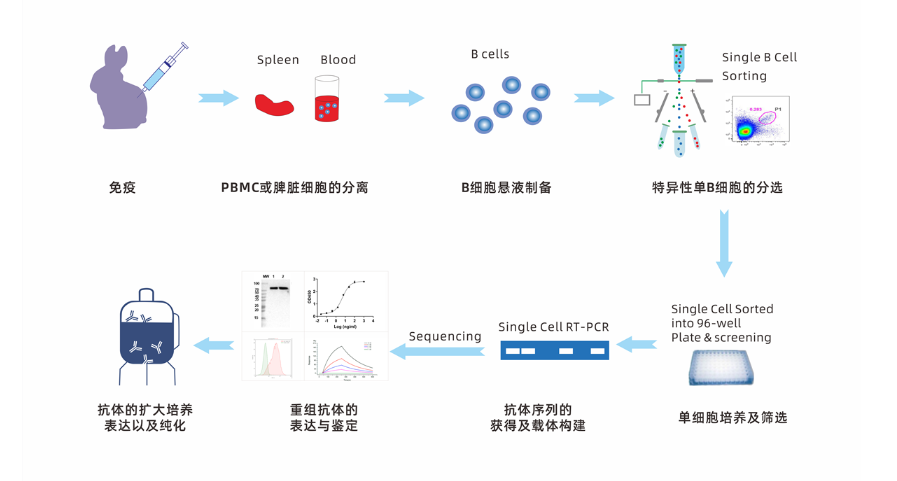 Single B cell 兔單克隆抗體開(kāi)發流程