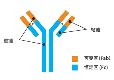 抗體的分子結構是什(shén)麽樣子的?它的分類有哪些(xiē)?