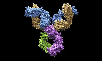 納米抗體相比傳統抗體存在哪些(xiē)優勢?