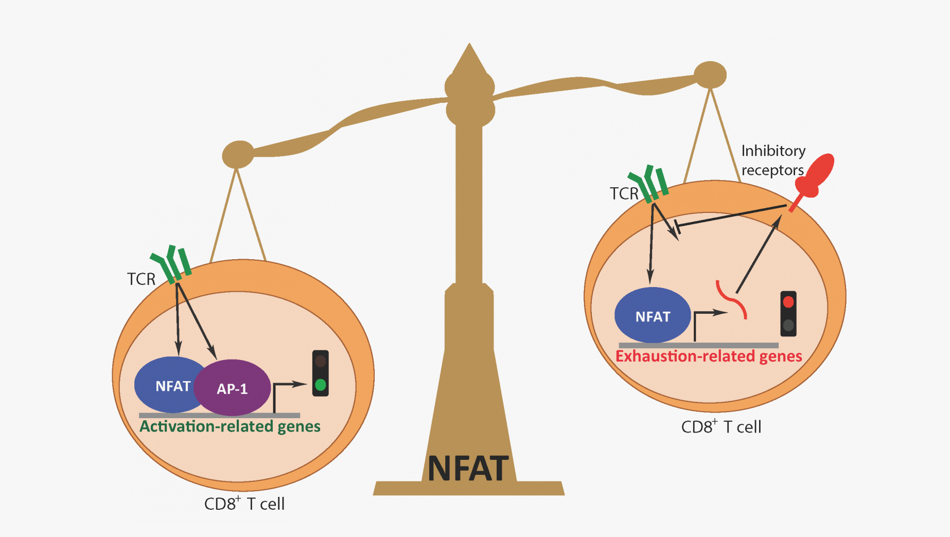 一文(wén)搞定|活化的T細胞核内因子(NFAT)的結構及其功能(néng)