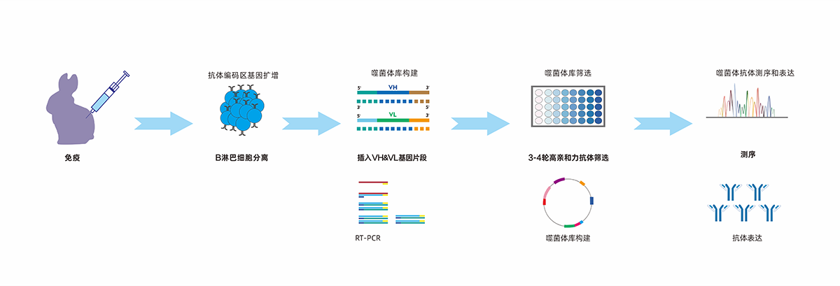 噬菌體兔單克隆抗體開(kāi)發流程