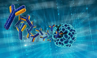 抗體人源化-一種能(néng)夠有效提升抗體效果的技術