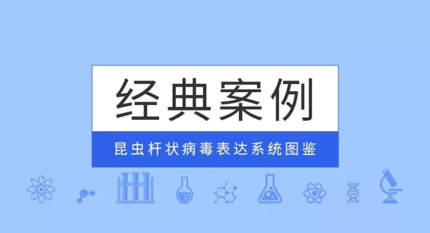 經典案例|普健生物昆蟲杆狀病毒表達系統