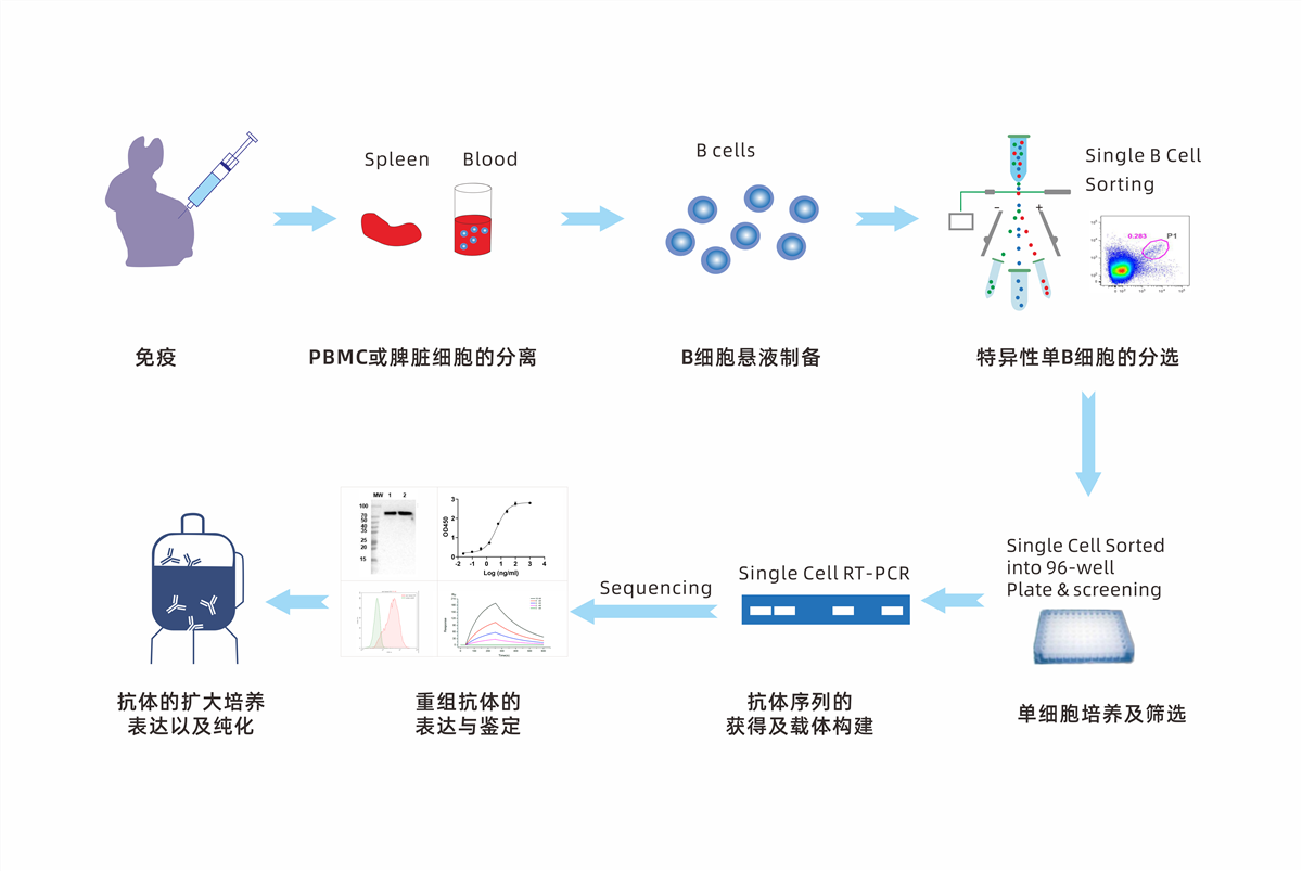 兔單克隆抗體相比鼠單抗存在哪些(xiē)優勢?