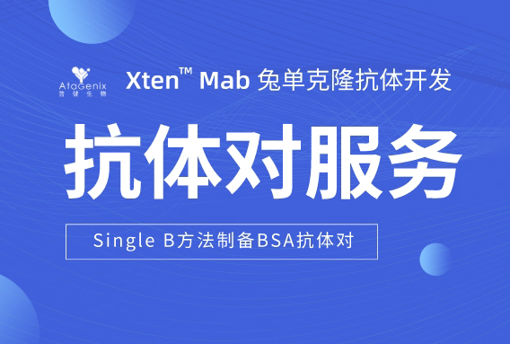 利用(yòng)Single B方法快(kuài)速制備高(gāo)效BSA抗體對(duì)的策略