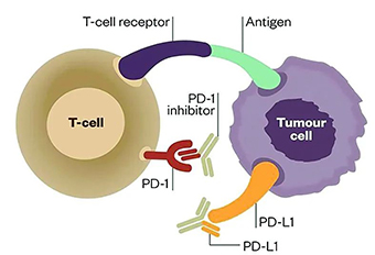 小(xiǎo)普課堂-腫瘤突變負荷(Tumor Mutation Burden，TMB)