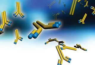 什(shén)麽是抗體人源化?它主要的分類有哪些(xiē)?